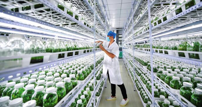 瞭望丨九问生物经济时代 生物育种