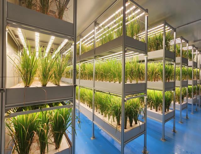 一个种植舱能抵万亩牧场 农业光照照亮牧草、种业“钱景”与生物育种的未来